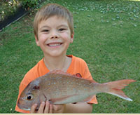 Snapper